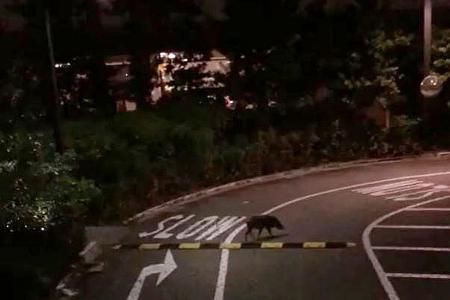 Punggol wild boar rampage sparks fears for kids’ safety