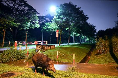 People feeding wildlife doing more harm than good: Experts