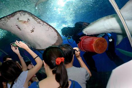 Underwater World hit with $105,000 fine over safety lapses