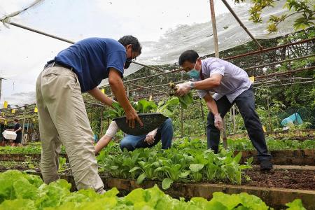 Sembawang residents harvest vegetables for the needy