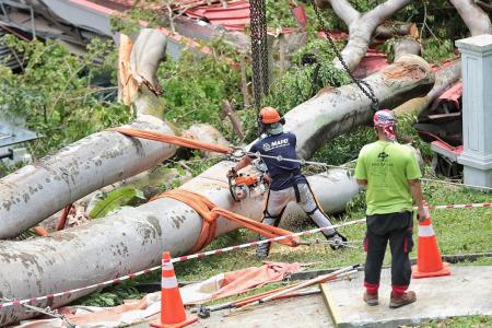 Giant tree collapses on Tanglin CC, no one hurt