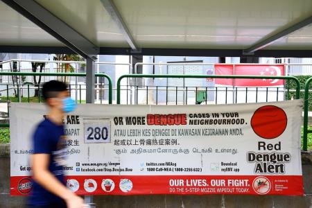Dengue cases expected to rise with mosquito population up 30%