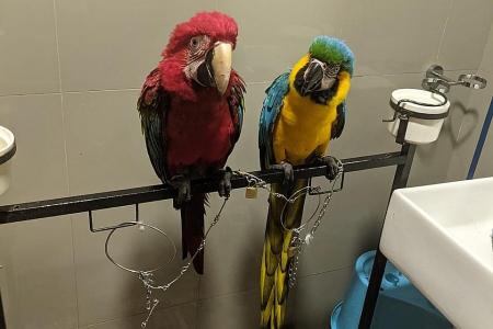 Loud macaws ruffling feathers of residents in Tampines block 