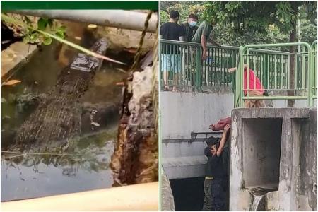 Crocodile spotted at East Coast Park caught, relocated to Sungei Buloh