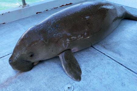 Young dugong found dead in S'pore waters
