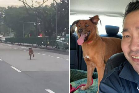 Missing dog finally reunites with fosterer after 5 days on the run