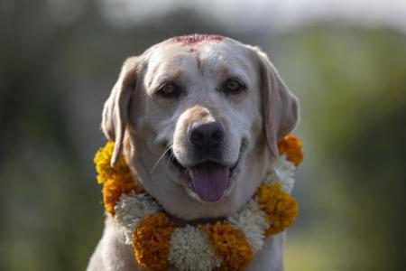 Baths, garlands for man’s best friend at Nepal’s canine festival 