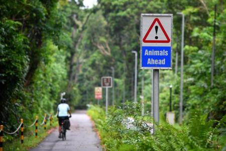 Rifle Range Road to get animal detection system in 2022