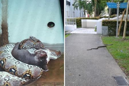 Python devours cat at Clementi