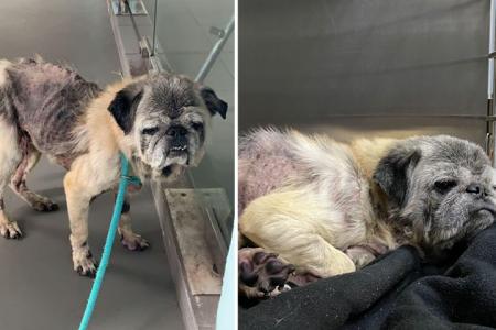 Emaciated dog with missing fur looking for home