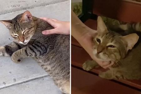 Singaporeans show appreciation for community cats in latest TikTok trend