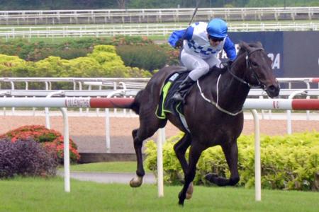 Yesterday's gallops by horses engaged in Kuala Lumpur this weekend