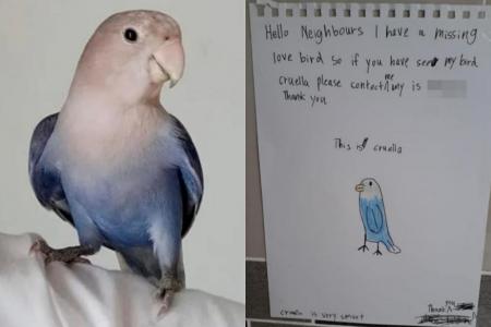 Girl, 10, appeals for return of pet lovebird