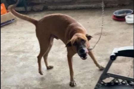 Friendly factory dog about to lose his home
