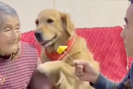 Cute dog 'defends' elderly woman after man teases her with fruit