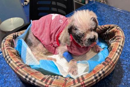Rescued shih tzu covered with tumours, warts after years of neglect
