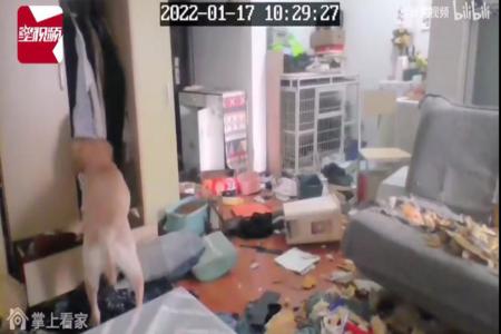 Woman in quarantine watches helplessly on CCTV as her dog tears up her home
