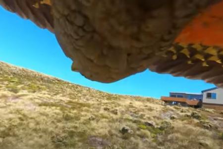 Better than drone footage: NZ hikers get real bird’s eye view