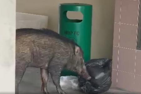 Wild boars scavenge through garbage at void deck, town councils urged to manage disposal better