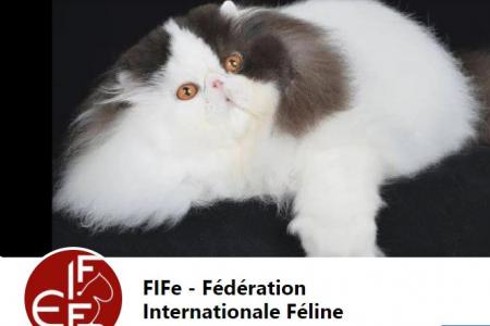 Chinese newspaper mocks sanctions on Russian cats