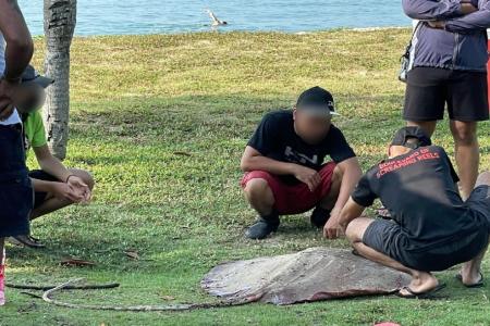 Anglers at East Coast Park catch and cut up huge stingray, some netizens decry act