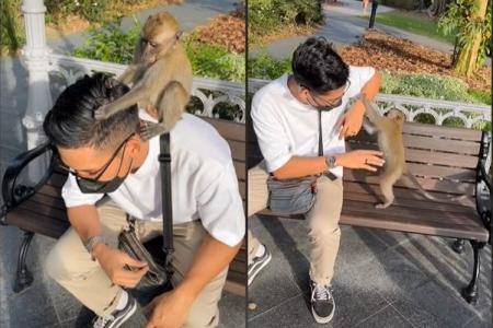 Watch man and monkey bond at a Singapore park