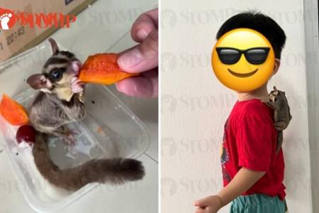 Hungry sugar glider goes looking for food in Jurong West home