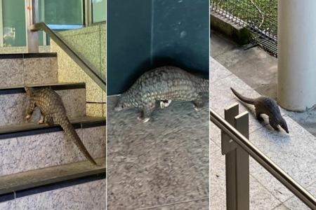 Pangolin spotted at MRT station, commuters tail it to ensure it stays out of harm's way