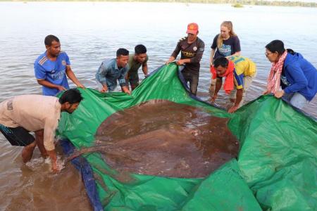 Fishermen hook giant endangered stingray from Mekong River 