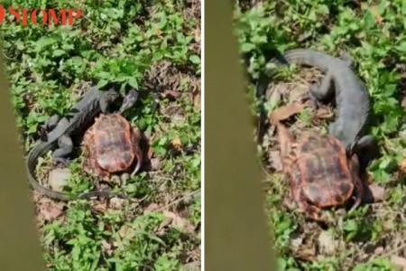 Monitor lizard pokes its head into tortoise shell in Punggol Park