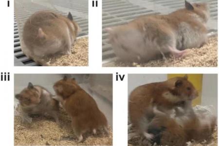 Gene editing turns hamsters into little rage monsters