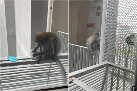 Relocating macaques from NTU not long-term solution, say experts
