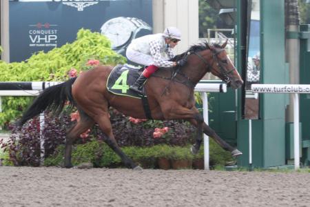 Celavi on track for another turf shot