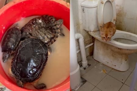 14 pets living in filth in Bukit Merah flat, volunteers seek foster homes