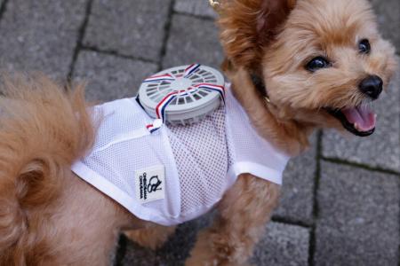 What the cool cats - and dogs - of Tokyo are wearing this summer
