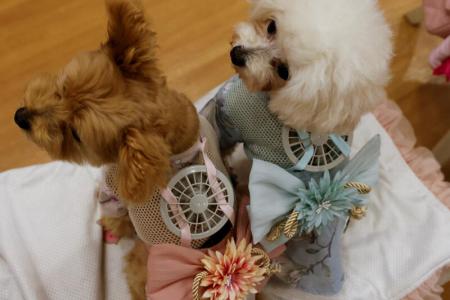 What the cool cats - and dogs - of Tokyo are wearing this summer