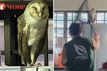 Owl flies into kitchen in Sembawang Crescent, perches on top of fridge