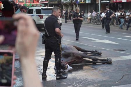Just how hot is it? Carriage horse collapses on New York City street