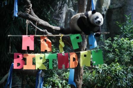 Panda cub Le Le celebrates one-year-old birthday