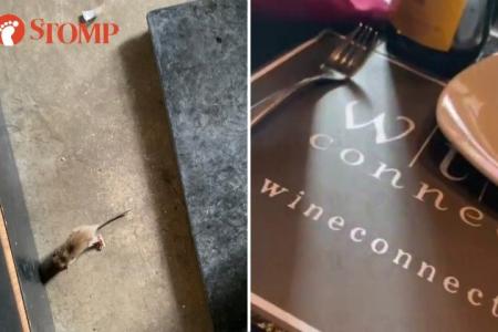 Rat spotted in Wine Connection bistro at Robertson Walk, staff scolds customer for taking video