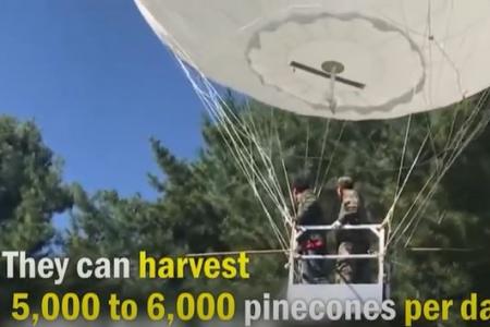 Balloon-borne pine-nut picker ends up 300km away