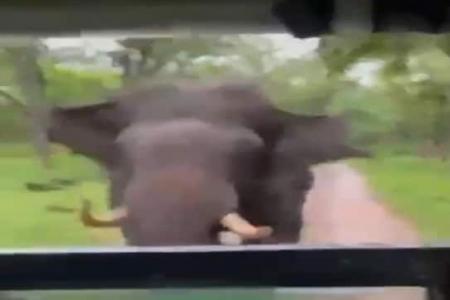 Why so angry: Safari jeep in narrow escape as elephant charges at it in Indian forest