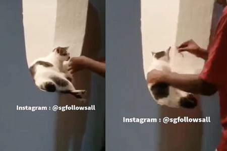 Teen attempts to force lit cigarette into cat’s mouth at void deck; netizens cry foul