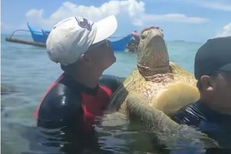 Tourist sparks outrage after making sea turtle piggyback on him in Philippines
