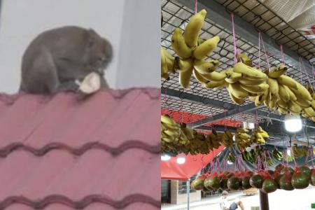 Durian-loving monkey keeps swiping Musang King from Tampines fruit stall