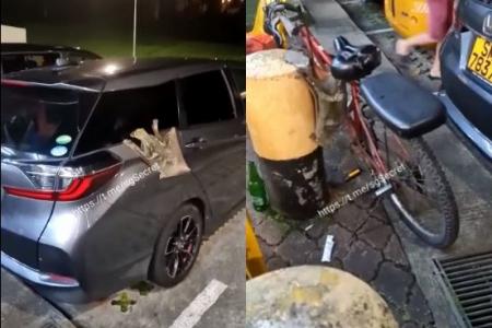 Poor colugo, strays from forest, ends up at coffee shop
