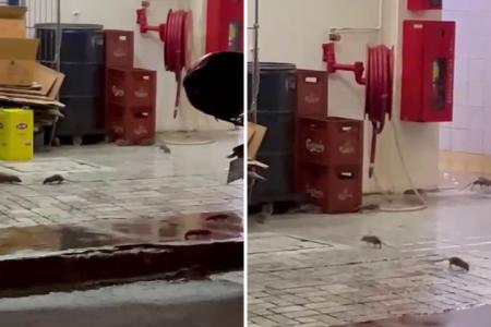 SFA inspects premises after rats are seen running around Yishun coffee shop