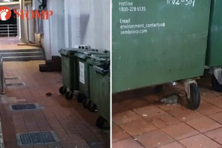 Rats, more rats - now in Clementi