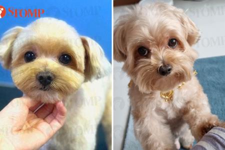 $1k reward promised for dog missing in Tanjong Katong, 'no questions asked'