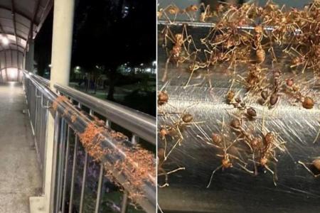 Red ants in Redhill: Colony of ants travel along overhead bridge handrail daily